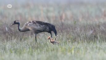 Natuurpunt start met groot veenherstelproject in Hechtel-Eksel