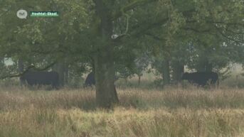 Natuurpunt start met groot veenherstelproject in Hechtel-Eksel