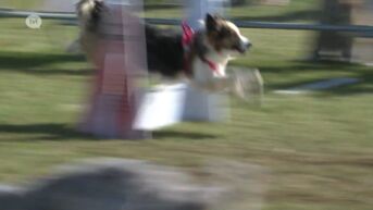 Zonhovense hondenschool organiseert Europees kampioen flyball