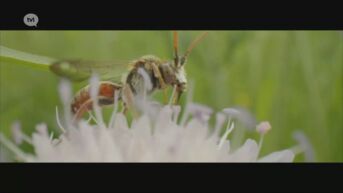 Limburger Frank Resseler maakt eerste professionele natuurfilm ooit over Grensmaas