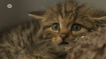 Natuurhulpcentrum vangt jonge wilde kat op