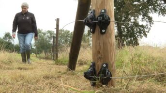 Wolf Fencing Team voert campagne terwijl wolvenaanvallen sterk afnemen