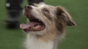 WK Agility voor het eerst in dertig jaar in Oudsbergen