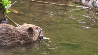 Beverburchten zorgen voor wateroverlast op verschillende plaatsen in Genk