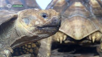 Schildpadden in beslag genomen bij particulier in Hechtel-Eksel