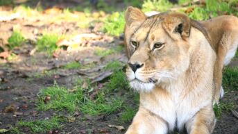 Gered uit oorlogsgebied, nu verhuizen leeuwinnen Plusha en Luna naar zoo in Schotland