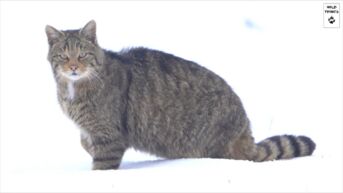 De wilde kat doet opnieuw haar intrede in Limburg