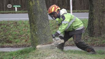 Bomen langs Universiteitslaan sneuvelen voor busbaan