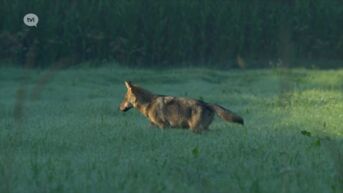 Is het einde van de wolvenroedel in Limburg nabij?