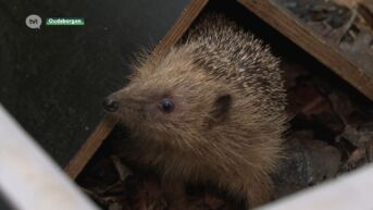 Natuurhulpcentrum in Opglabbeek wil volgend jaar opnieuw uitbreiden