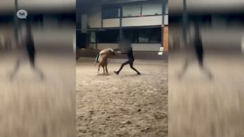 Boete en verbod op dieren houden gevraagd voor man die pony mishandelde in Peer