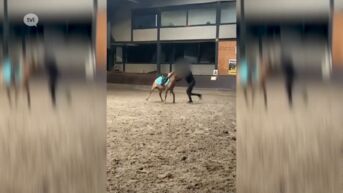 Boete en verbod op houden van dieren gevraagd na mishandeling Peerse pony