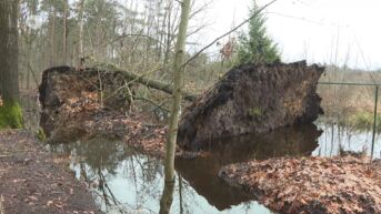 Omgevallen bomen in Bokrijk zijn het werk van beschermde bevers