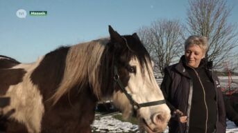 Eigenares niet te spreken over hoe ze 12 paarden terugkrijgt na inbeslagname