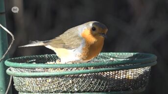 Natuurpunt roept Limburgers op om kwartiertje te tellen tijdens Vogeltelweekend