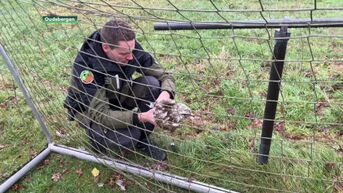 Al 25 felverzwakte buizerds binnengebracht bij Natuurhulpcentrum door natte weer