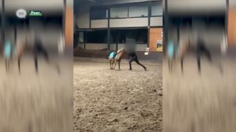 Man die pony mishandelde in Peer krijgt boete en mag 3 jaar geen paarden meer houden