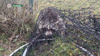 Natuurhulpcentrum vangt wasbeer uit tuin in Tongeren