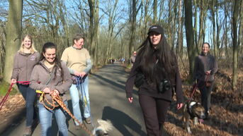 260 mensen wandelen in Bokrijk ten voordele van asielhonden