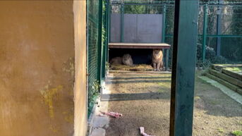 Twee Oekraïense leeuwen komen aan in het Natuurhulpcentrum