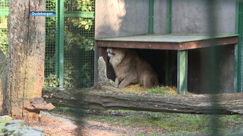 Natuurhulpcentrum vangt opnieuw leeuwen op uit oorlogsgebied in Oekraïne