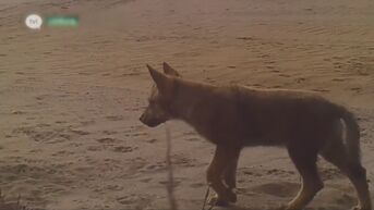 Europees Parlement stemt donderdag over het aanpassen van beschermingsstatus wolf