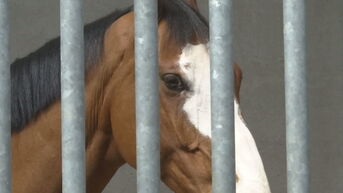 Liefhebbers van over heel de wereld op paardenveiling in Oudsbergen: 