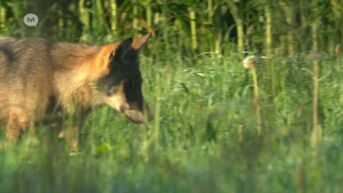 Europees parlement verlaagt status wolf van strikt beschermd naar beschermd