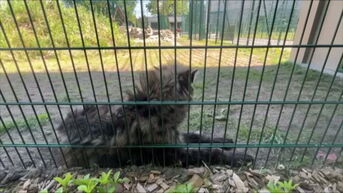 Natuurhulpcentrum Oudsbergen vangt hyena op