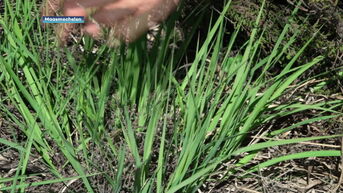 Code Rood in Limburgse natuurgebieden: boswachter Corina legt uit wat mag en niet mag
