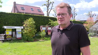 Halen lanceert meerjarenplan om bijenpopulatie te beschermen