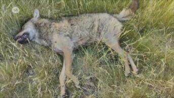 Wolf doodgereden op de Noord-Zuidverbinding in Hechtel-Eksel
