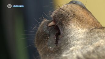 Wolf doodgereden langs Noord-Zuidverbinding in Hechtel-Eksel