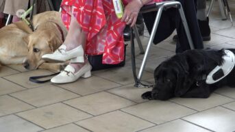 Centrum Voor Geleidehonden Tongeren kweekt zelf geleidehonden en is op zoek naar pleeggezinnen