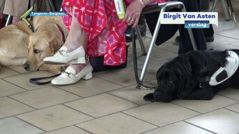 Centrum Voor Geleidehonden Tongeren kweekt zelf geleidehonden en is op zoek naar pleeggezinnen