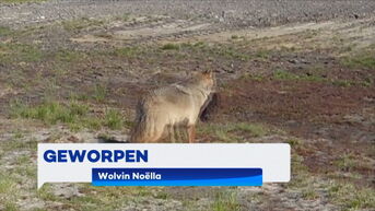 TVL Nieuws, 26 mei 2025