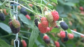 Truiens PC Fruit bouwt serre voor natuurlijke ziektebestrijding