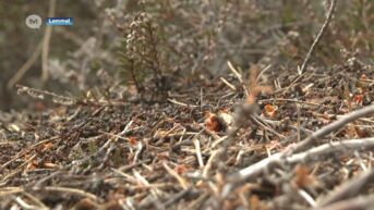 Limburgse biodiversiteit blijft groeien
