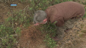 Limburgse biodiversiteit blijft groeien