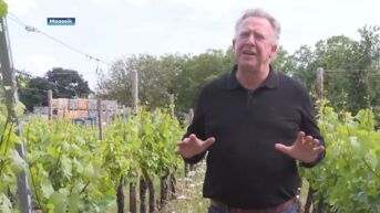 Zes Limburgse wijnen vallen in de prijzen op Belgian Wine Awards: 