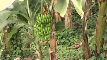 Limburgs fruitverdeler roept op om Chiquita bananen te boycotten: 