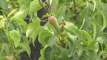Steeds meer landbouwers telen biologisch