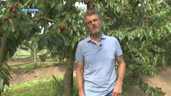 Kersenpluk zit week voor op schema