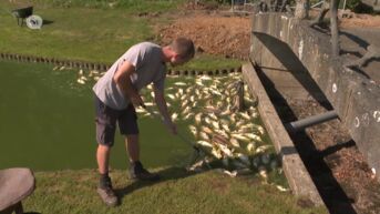 Vissterfte in Alken blijkt het gevolg van typische zomersterfte door het warme weer