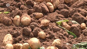 Waarom raadt Hoge Gezondheidsraad aan om regelmatig aardappelen te eten?