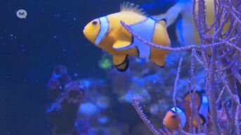 Pelts bedrijf maakt aquariums voor Artis Zoo Amsterdam