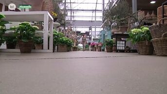 Plantencentrum Thomas in Hasselt definitief dicht op maandag na klacht van concurrent