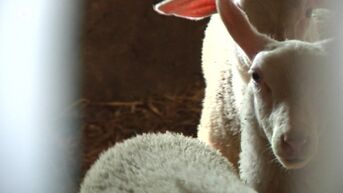 Kinderen bezoeken Bio-beleefboerderij