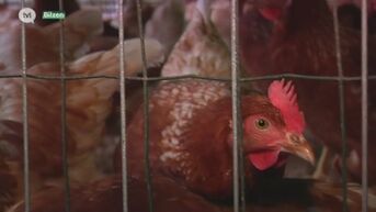 Buurt verontwaardigd over vergunning kippenbedrijf Bilzen