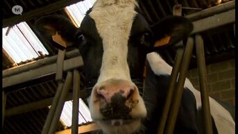 Vlees van bij de boer of logeren op de boerderij: Landbouwverbreding